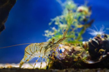 Palaemon elegans, tuzlu su rockpool karides pereiopods veya bacaklar kum karadeniz deniz biyotop akvaryum littoral bölge ile kontrol, yiyecek arıyor