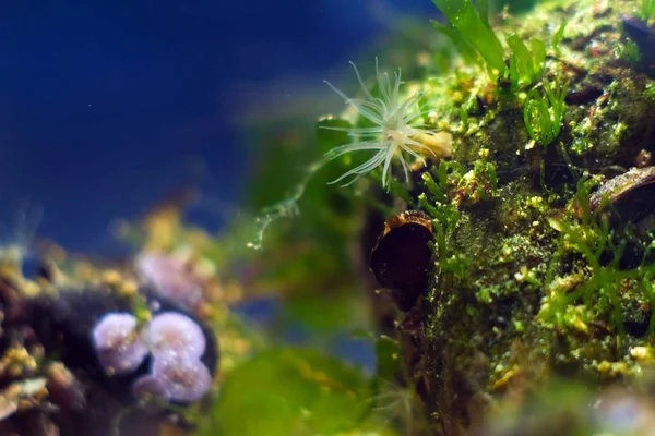 Actinia sp., Karadeniz tuzlu su deniz biyotop akvaryumunda deniz anemon, yeşil yosun ile taş üzerinde istilacı yabancı türlerin makro çekim, littoral bölge