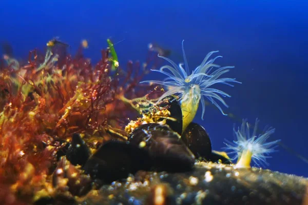 Actinia sp., Karadeniz tuzlu su deniz biyotop akvaryumunda deniz anemon, kırmızı yosun ve littoral bölgede mytilaster yumuşakça grubu ile taş üzerinde istilacı yabancı türlerin makro çekim