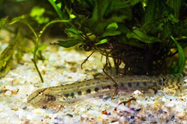 Cobitis taenia, hava loach, kum dibinde av için Avrupa doğa akvaryumarama geniş yayılmış küçük tatlı su balığı spined