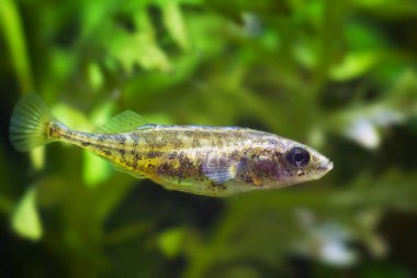 ninespine stickleback, Pungitius pungitius, Avrupa doğa biyotop akvaryum kurulum kristal berraklığında suda küçük tatlı su süs balığı