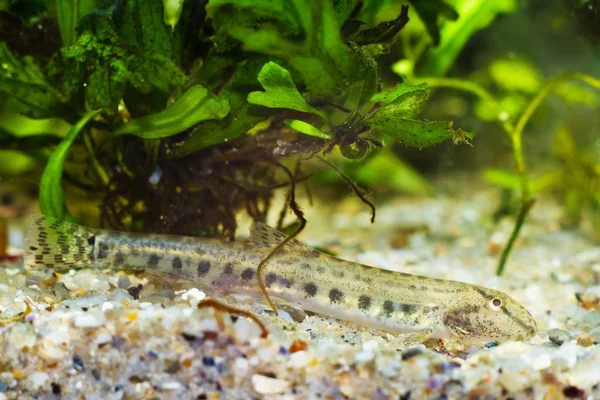 Cobitis Taenia Weather Spined Loach Common Freshwater Ornamental Fish European — Stock Photo, Image