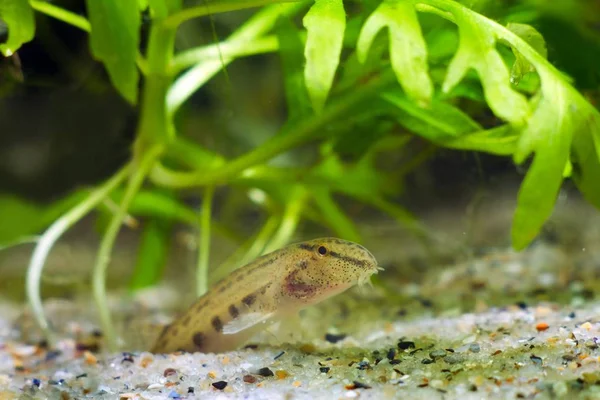 Cobitis Taenia Spined Loach Common Freshwater Ornamental Fish European Nature — Stock Photo, Image
