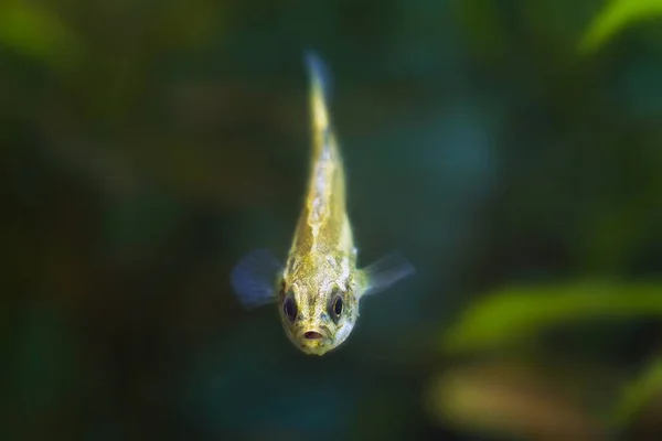 Ninespine Stickleback Pungitius Pungitius Minúsculo Peixe Selvagem Água Doce Olha — Fotografia de Stock