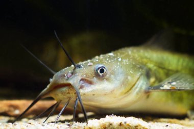 kanal yayın balığı makro portre, tehlikeli istilacı tatlı su yırtıcı balık, Ictalurus punctatus, uzun barbels ile başını gösteren, biyotop akvaryum doğal davranış