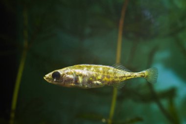 ninespine stickleback, Pungitius pungitius, komik ama akvaryum da tutmak zor tatlı su vahşi balık yoğun bitki örtüsü, Avrupa ılıman nehir biyotop tipik sakini yüzer