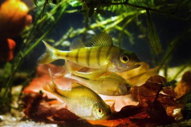 active predator European perch, Perca fluviatilis and omnivores European bitterling, Rhodeus amarus, ornamental adult fish in a coldwater freshwater biotope aquarium with fallen oak leaves and aquatic plants clipart