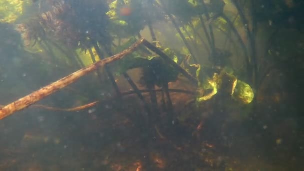 Fond peu profond de la rivière d'eau douce avec un courant très rapide, les feuilles de nénuphar jaune poussent dans l'eau boueuse et se déplacent dans un fort débit, un soleil éclatant le jour d'été, des images sous-marines — Video