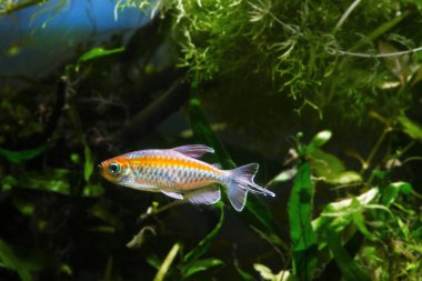 genç ve sağlıklı erkek Kongo tetra, Phenacogrammus interruptus, Afrika Kongo nehir havzası endemik, biyotop akvaryumyüzmek ve doğal renklerini göstermek, süs balık tutmak kolay