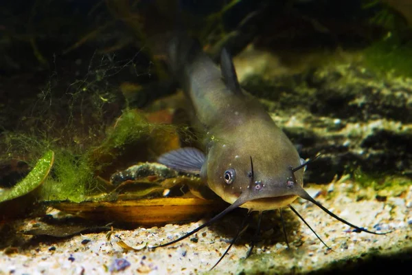 위험한 코스모폴리탄 물고기 Ictalurus Punctatus 바이오 수족관 인기있는 바닥에 — 스톡 사진