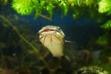 juvenil tatlı su yırtıcı hannel yayın balığı, Ictalurus punctatus, biyotop akvaryum kum dibinde suda yüzer ve barbels ile büyük ağız gösterir, popüler kültür balıkçılığı tarım türleri