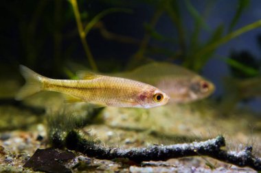 savunmasız ılıman tatlı su balık sunbleak, Leucaspius delineatus, biyotop akvaryumda yüzmek, kum alt ve arka planda canlı potamogeton bitkiler üzerinde driftwood ile aquadesign