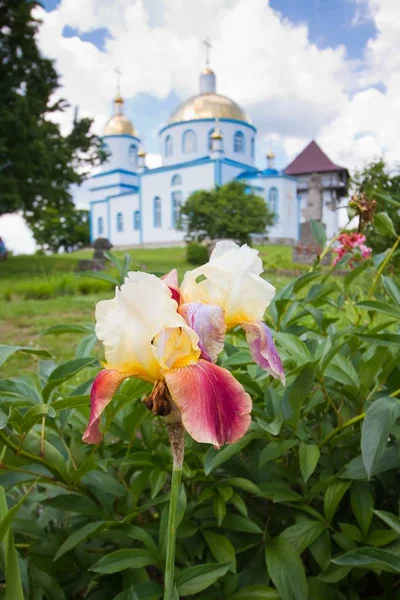 Busha Ukraine 2019 Parterre Fleurs Rose Tendre Jaune Iris Fleurissant — Photo