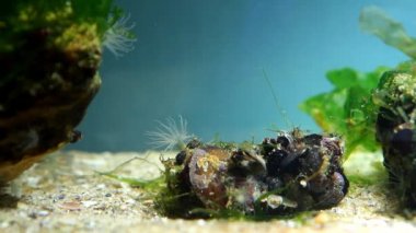 Actinia sp., muhtemelen Diadumene lineata, Karadeniz littoral bölgesinin tuzlu su deniz biyotop akvaryumdeniz anemon, invaziv hayvan dokunaçları ile gıda yakalamak