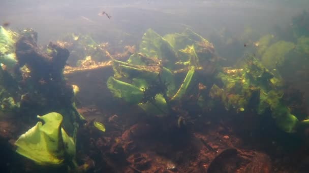 非常に速い流れ、ヴァリスネリアと黄色の水ユリ水生植物の豊かな植物が泥だらけの底下基板で汚れた水、二枚貝の軟体動物と空の殻で生き残る浅い淡水川底 — ストック動画