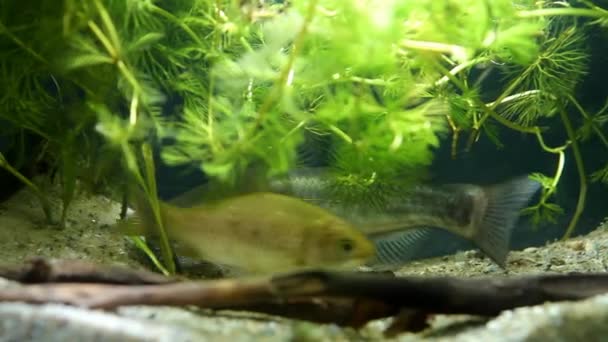 Kanalwels, ictalurus punctatus, gefährliche invasive Süßwasserräuber und Karauschen, Carassius gibelio, seltsame Freundschaft im europäischen Biotopfischaquarium, Sandboden, Treibholz, Wassermilchfolie — Stockvideo