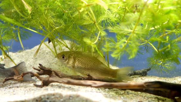 Sumec kanálu, Ictalurus punctatus, nebezpečný invazivní sladkovodní predlovec a ukřižan, Carassius gibelio, žije společně v evropském akváriu biotop, písek dole — Stock video