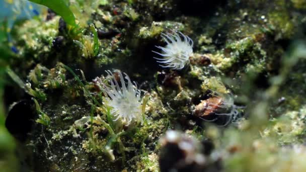 Actinia Sp., ewentualnie Diadumene lineata, morski anemon przenieść macki do połowu plankton żywności w prąd wody Morza Czarnego morskich biotopu morskiego akwarium, szerokie rozprzestrzenianie inwazyjne zwierzę — Wideo stockowe