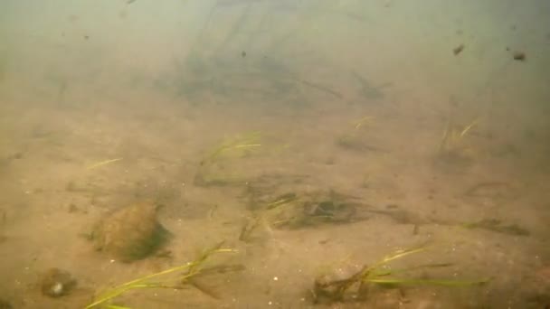 얕은 담수 강의 빠른 스트림, 일부 식물은 모래 바닥, 맑은 봄 날씨, 진흙과 더러운 물, 인간의 부정적인 영향으로 인해 가난한 생태 상태에서 성장 — 비디오