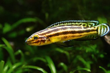 Julidochromis ornatus hibrid, tatlı su balıkbaskın genç erkek, göl Tanganyika endemik türler, zengin bitki bitkili doğa akvaryumtutmak kolay