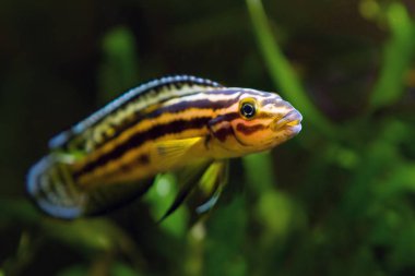 Julidochromis ornatus hibrid genç agresif erkek tatlı su balık, göl Tanganyika endemik türler doğa akvaryumkamera izler