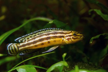 Julidochromis ornatus melez genç erkek tatlı su balıkları, göl Tanganyika ürkek ve savunmasız endemik türler doğa akvaryumzengin bitki örtüsü gizlemek