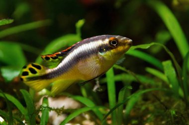 Pelvicachromis pulcher tatlı su balığı genç diş, popüler süs türleri, Afrika nehri Kongo endemik, biyotop tasarım akvaryum görüntü kribensis cichlid