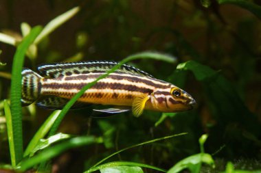 Julidochromis ornatus melez genç erkek tatlı su balıkları, göl Tanganyika endemik türler doğa akvaryumzengin bitki örtüsü gizlemek, doğanın güzelliği