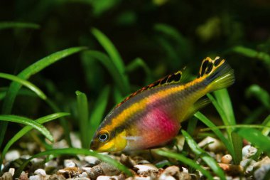Pelvicachromis pulcher genç erkek balık güzelliği, popüler süs türleri, Afrika nehri Kongo endemik hayvan, biyotop tasarım akvaryumkribensis cichlid