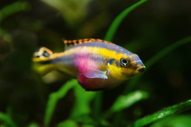 Pelvicachromis pulcher genç güzel erkek balık, popüler süs türleri, Afrika nehri Kongo endemik hayvan, biyotop tasarım akvaryumkribensis cichlid, bulanık arka plan görüntüsü
