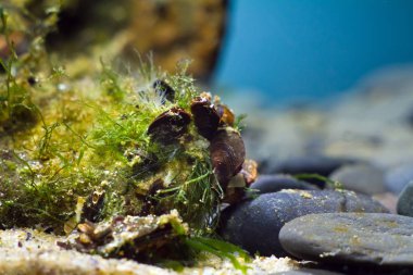 Karadeniz tuzlu su deniz biyotop akvaryumgıda için geniş yayılmış bivalve yumuşakça mytilaster filtre suyu, yumuşakça kabukları, sünger ve yeşil yosun ile kaplı bir taş makro çekim, biyotik aquascape omurgasız tank detay