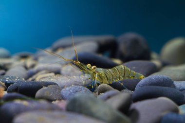 Palaemon elegans, Karadeniz deniz biyotop akvaryumtuzlu su rockpool karides, littoral bölge alt küçük koyu taşlar arasında yiyecek için tipik decapod kabuklu tuzlu su türleri arama