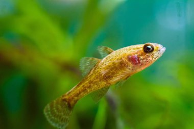 Perccottus Glenii, Çinli uyuyan, doğa akvaryumundaki genç tatlı su balığı türleri, Orta Avrupa biyopolünde Asya 'dan gelen tehlikeli ve son derece uyumlu saldırgan.