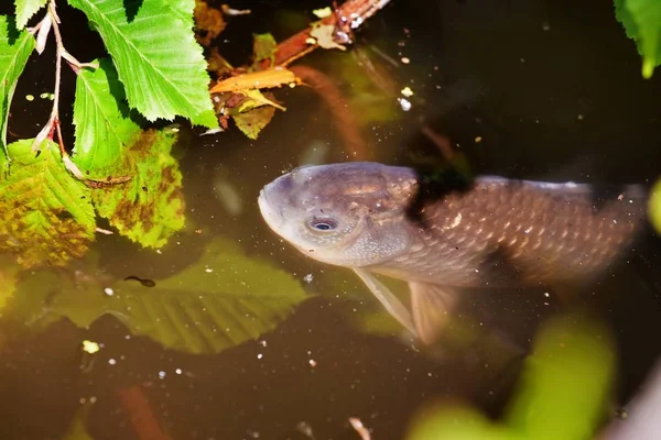 Риба Коропа Поверхні Брудній Воді Дрібне Прісноводне Лісове Озеро Поганій — стокове фото