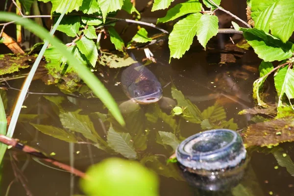 Karpfenfische Der Oberfläche Schlammigen Wasser Süßwassersee Einem Überfluteten Wald Schlechte — Stockfoto