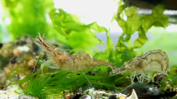 Lustiger und aktiver Krebstier Paläemon adspersus, Baltische Garnele, Salzwasserdekapode ispectiert Meeresvegetation als Nahrung mit seinen Periopoden und Antennen in Grünalgen, Steinen im Hintergrund, Meeresbiotop — Stockvideo