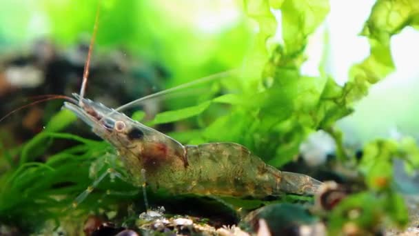 Palaemon adspersus, crevette baltique, crustacé décapode d'eau salée, inspecte les fonds marins pour y trouver de la nourriture avec ses périopodes et antennes dans les algues vertes, pierres en arrière-plan, aquarium de biotopes marins de la mer Noire — Video