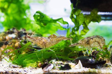 Şirin ve komik Baltık karidesleri, Palaemon adspersus, yoğun yeşil Ulva alglerinde kabuksuz kabuklu deniz hayvanı periyotları ve antenleri ile yiyecek arayışı, Karadeniz 'in küçük bölgesinin deniz biyop akvaryumu tasarımı