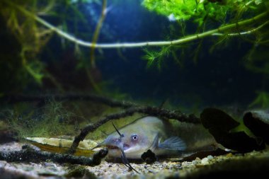 Tehlikeli ve saldırgan yırtıcı yayın balığı, Avrupa tatlı su soğuk su biyo akvaryumunda Ictalurus punctatus, batık bir dalın altında balıklar saklanıyor, sualtı doğa keşfi görüntüsü.