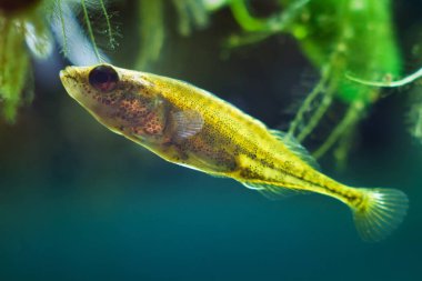 Aktif ve meraklı türler, dokuz çam stickleback, Pungitius pungitius, küçük ve savunmasız tatlı su dekoratif vahşi balıklar Avrupa biotope akvaryumunda, doğa koruma konseptinde evcilleştirilir.
