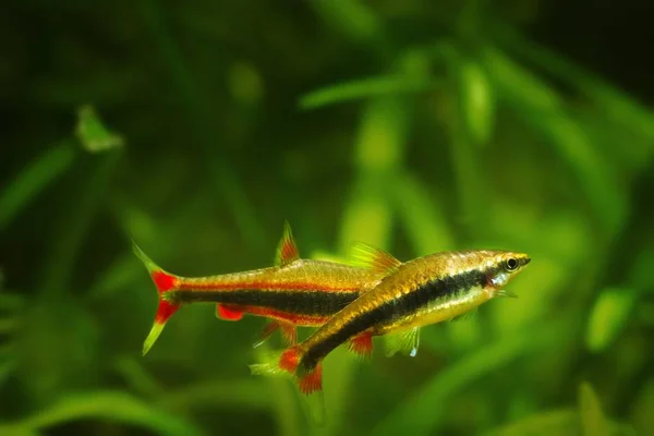 Adult Pair Pencilfish Spawn Nature Biotope Aquarium Nannostomus Beckfordi Red — Stock Photo, Image