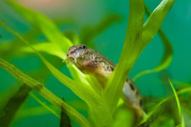 Balık türleri Cobitis taenia ya da hava omurgalı loach, Avrupa 'nın doğal biyo-hayvan akvaryumunda yaygın tatlı su süslemeli balıklar bir su bitkisinin üzerinde oturan esnemeleri