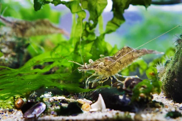 Niedliche Und Lustige Baltische Garnele Paläemon Adspersus Salzwasserdekapode Krebstiere Dichten — Stockfoto