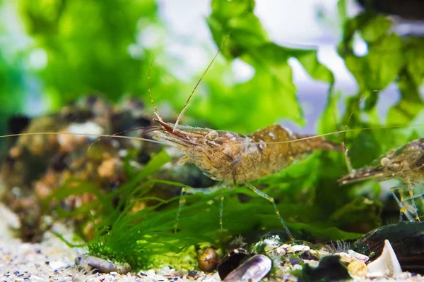 Aktive Raubtierfressende Baltische Garnelen Salzwasserdekapode Krebstiere Grünalgen Inspizieren Sandboden Des — Stockfoto