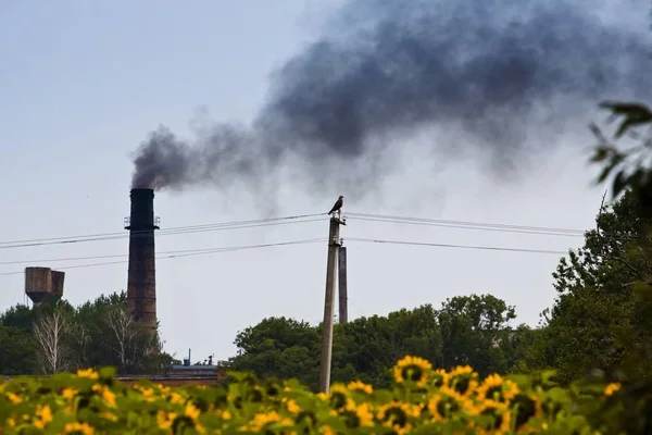 air pollution with toxic and poisonous smoke from old factory, farmland sunflower field near it