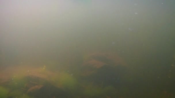 Мелководное пресноводное озеро, грязная и грязная вода без рыбы, зеленые водоросли покрывают гранитное каменное дно и производят кислород путем фотосинтеза, яркое солнце в летний день — стоковое видео