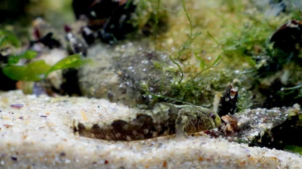 Tubenose goby, divertidos peces juveniles de agua salada en el acuario de biotopo marino del Mar Negro observa atentamente el molusco mytilaster moviéndose sobre el fondo de la arena — Vídeo de stock