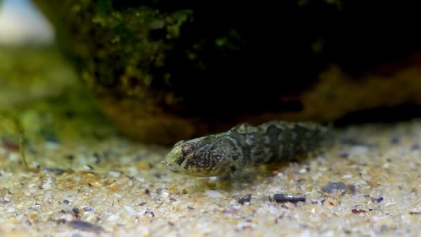 Tubenose goby, Proterorhinus semilunaris, divertidos peces juveniles de agua salada en el acuario de biotopo marino del Mar Negro, especies exóticas invasoras notorias — Vídeos de Stock