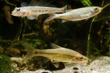 Taş moroko veya üst ağız gudgeon, maymun goby ve çocuk yaygın rudd, hepçil tatlı su balıkları biotope akvaryumunda, yaygın ve son derece adapte edilebilir Avrupa nehri istilacı türler