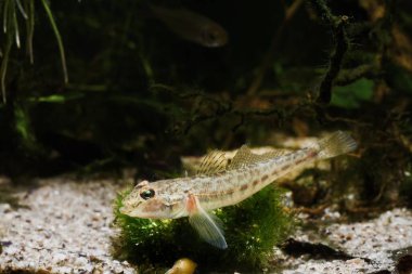 maymun goby, egzotik çocuk tatlı su balığı Güney Böcek nehrinde yakalandı, biotope akvaryumundaki cladophora çalılığında dinleniyor, son derece uyumlu ve komik evcil hayvan türleri
